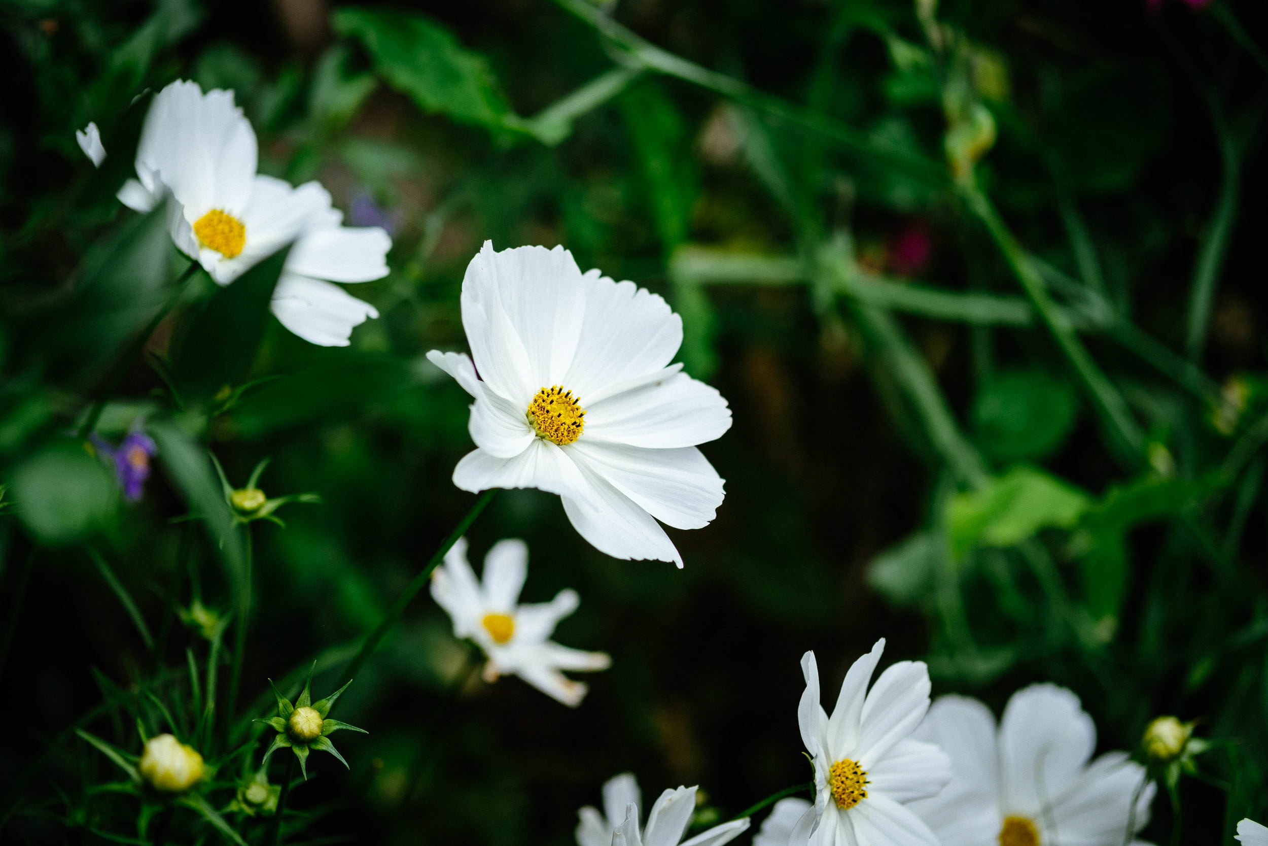 Wedding at the Powerscourt Distillery 94