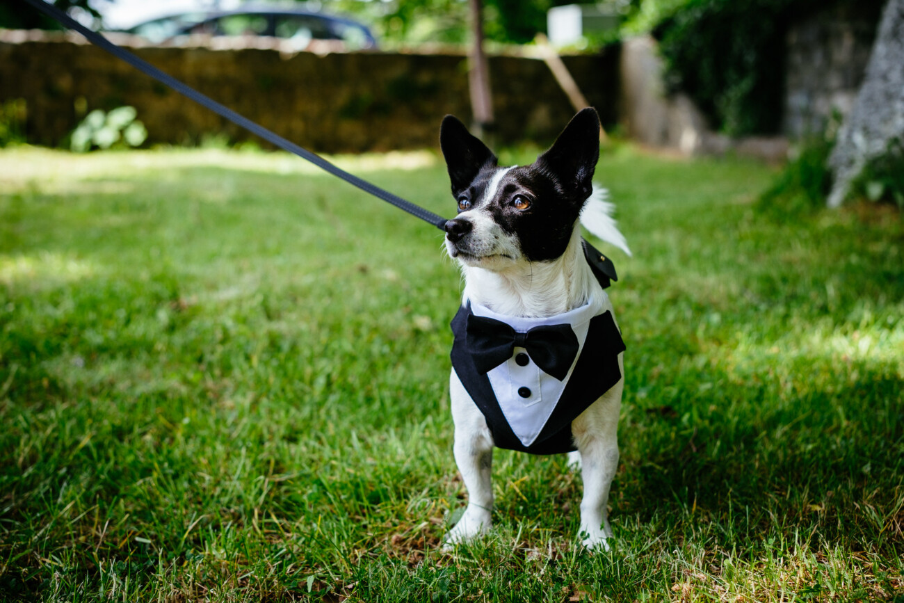 Tara and Darren’s Unforgettable Wedding at Bellingham Castle 64 Small black and white dog on a lead wearing a tuxedo stands on grass in an outdoor setting, ready to celebrate a wedding at Bellingham Castle.