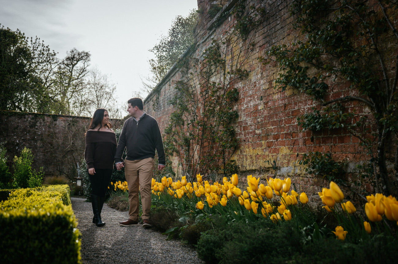 A man and woman walk hand in hand along a garden path lined with yellow tulips beside a tall brick wall during their Dromoland Castle Engagement Shoot.