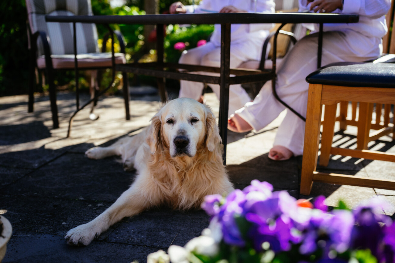 A golden retriever lies on a patio in front of a table where two people, dressed in white, are seated. Purple flowers are visible in the foreground, capturing the relaxed elegance often seen in Castle Durrow Wedding Photography.